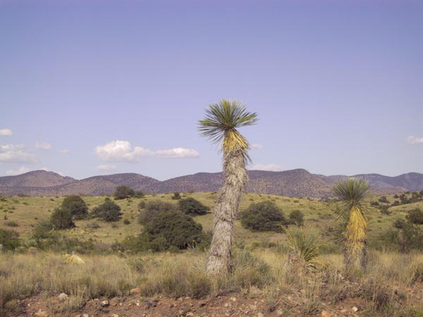 Yucca in droog grasland met bergen op de achtergrond