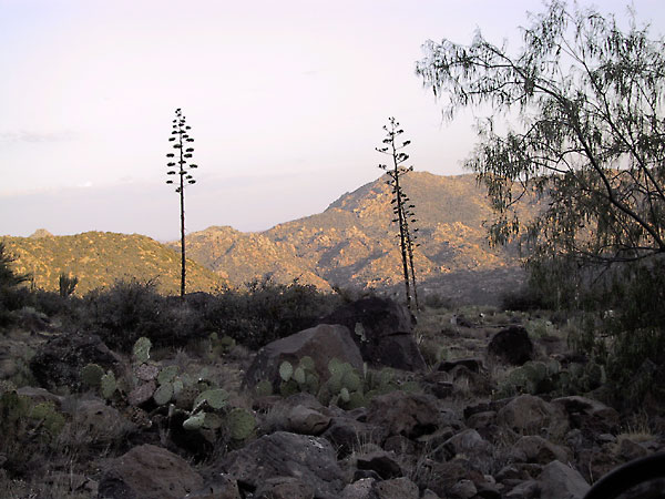 Agaves vanuit een met rotsblokken en Prickly Pears bezaaid stuk grond