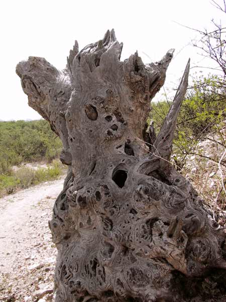 Very old dead ironwood tree with holes