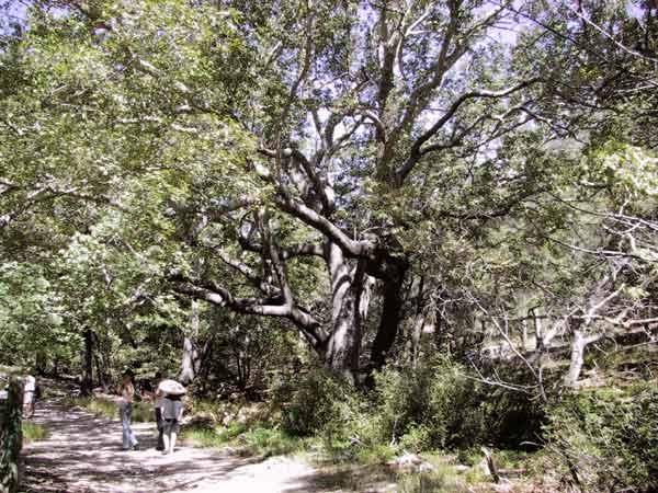 Kleine figuurtjes onder de schaduw van enorme bomen