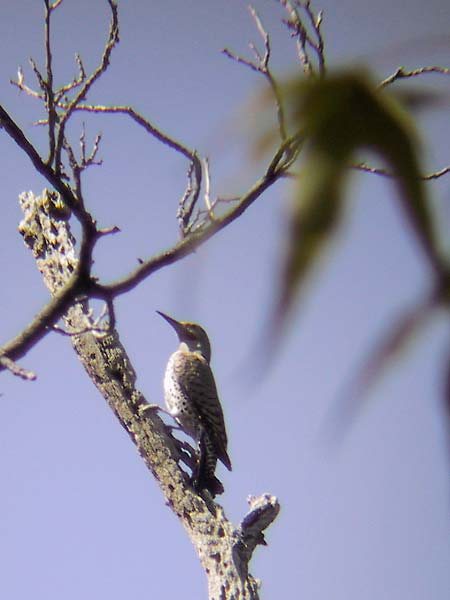 Colaptes auratus