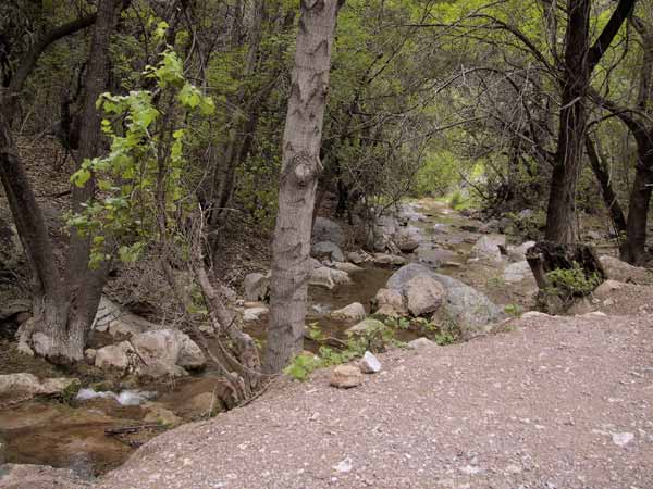 Stream betweeen banks with trees, giving shadow