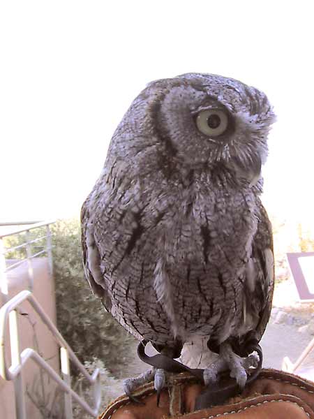 Beautiful small owl, sitting on a gloved hand