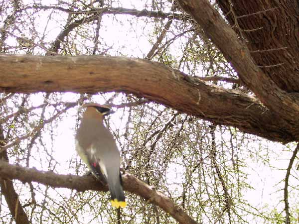 Grijzige vogel met zwart gezichtje en kuif