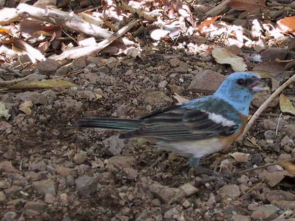 Hemelsblauwe vogel