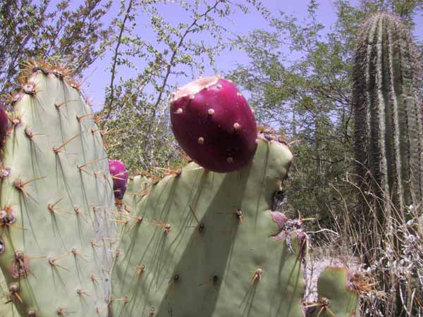 Rode cactusvrucht aan schijfcactus
