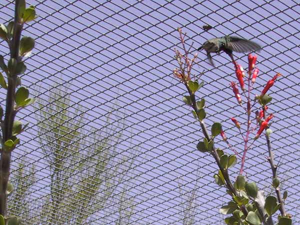 Nog eentje, honing zuigend uit rode bloem