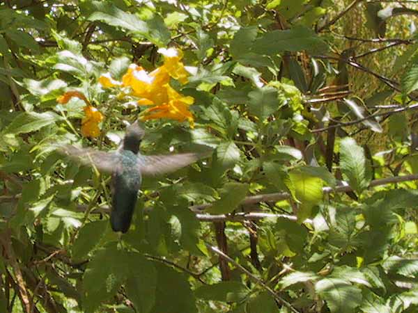 Cynanthus latirostris