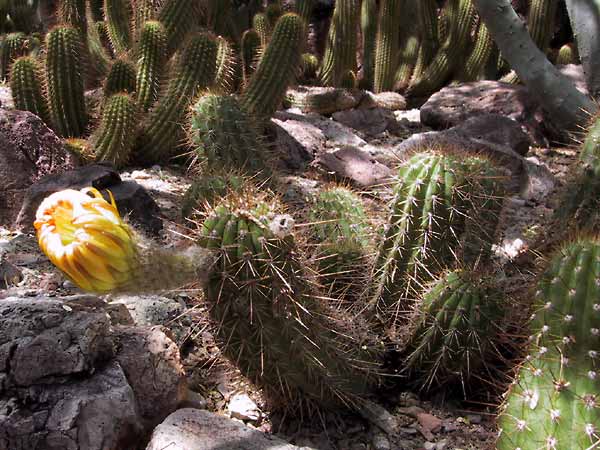 cactussen waarvan een met gele bloem