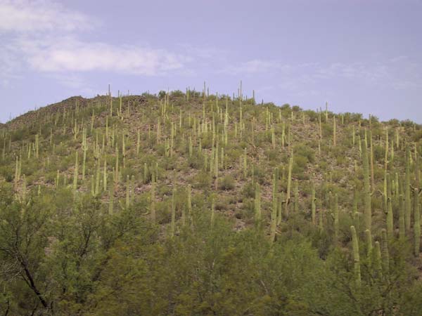 Heuvel met Saguaro cactussen