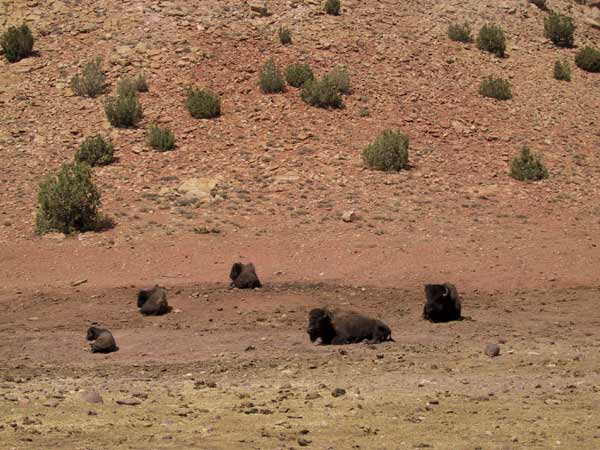 Bisons liggend op kaal land met wat struiken