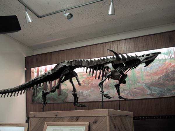 Skelet van dinoaurier in het museum
