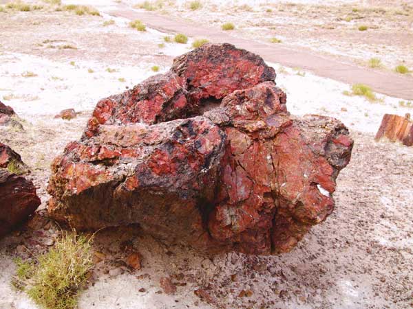 Stuk versteende stam in diepe kleuren glanzend rood