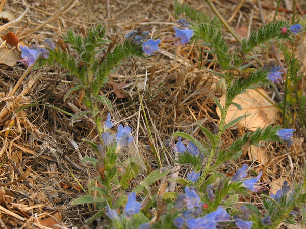 Blauwe bloemetjes