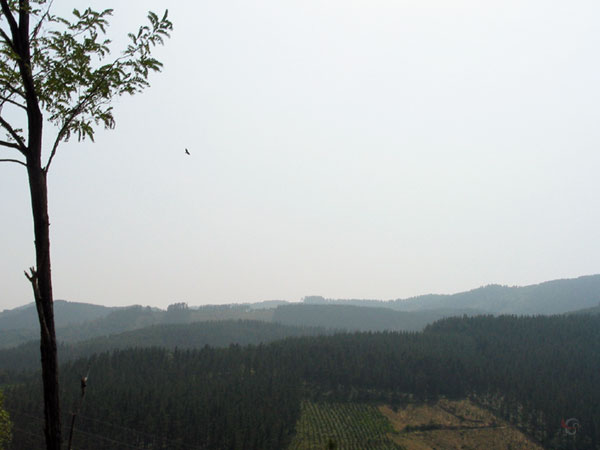 Roofvogel in de lucht