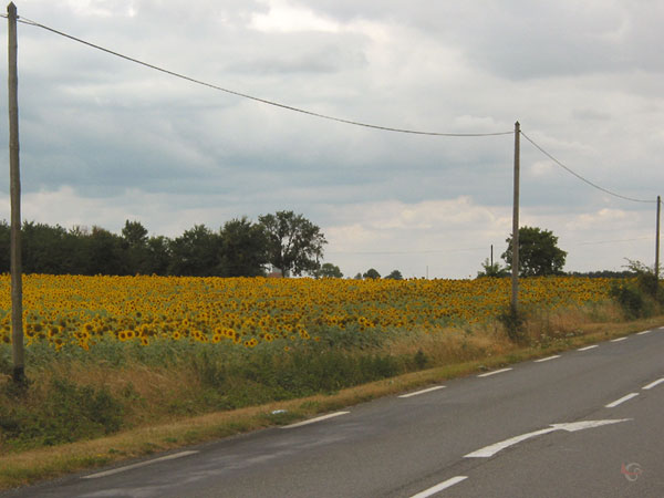 Zonnebloemen in bloei