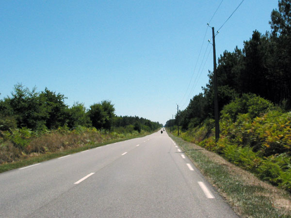 Eindeloze rechte weg door het bos