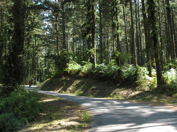 De zon tussen de bomen door, bochtig weggetje