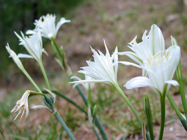 Witte elegante bloemen
