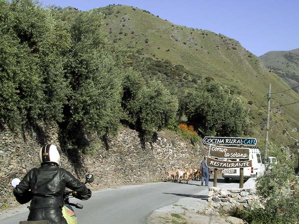 Bordje met Cocina rural, restaurante, en daarachter een kudde geiten