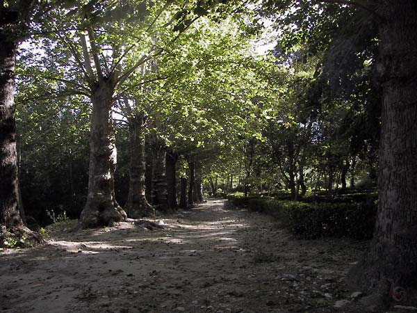 Schaduwbomen in ee rij, een zandpad, lage heggetjes