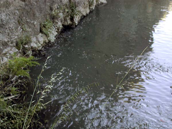 Water met rotskant en grote hoeveelheden visjes