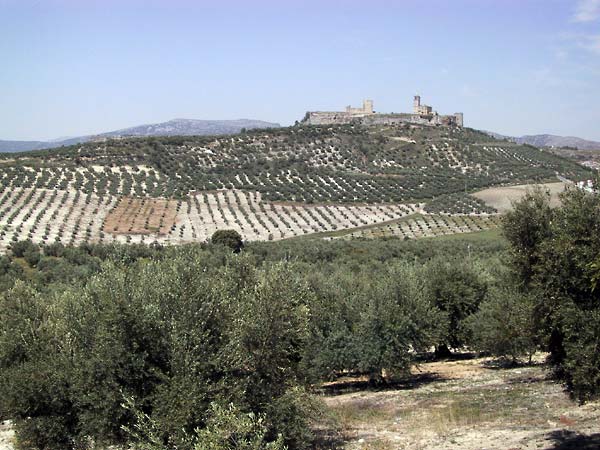 In de verte heuvel begroeid met olijfbomen en kasteel bovenop