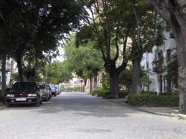 Straat met statige huizen achter grote bomen