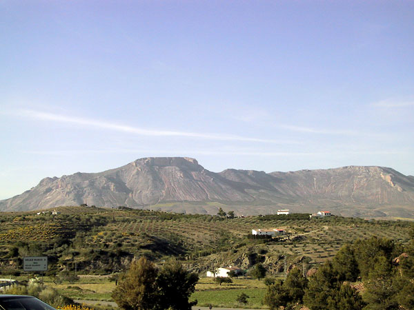 Olijfboomgaard met groen in een grid en tafelberg er achter