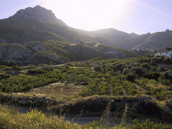 Green hills, grapes growing, white farms, in the evening light