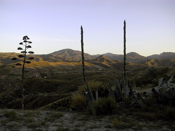 Bloeiende Agaves langs de weg