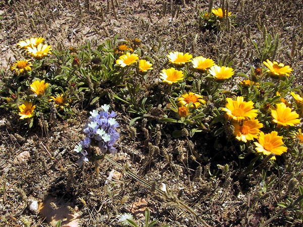 Goudgele en hemelsblauwe bloemen