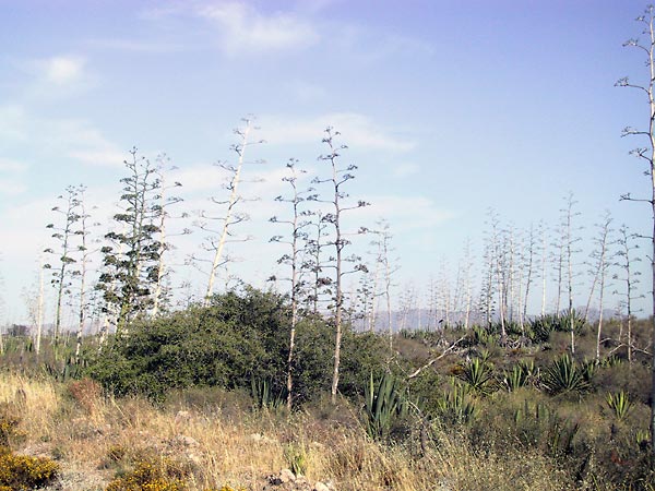 Grote hoeveelheid bloeistengels van de Agave