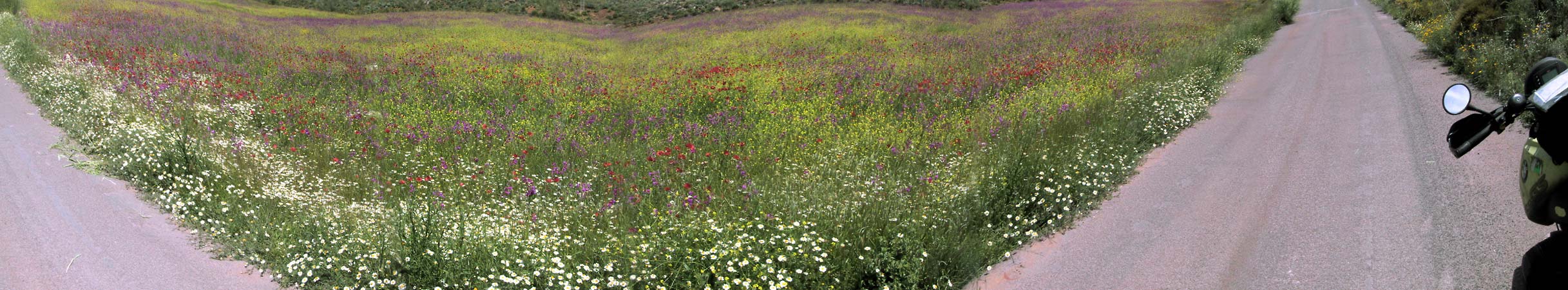 Bloemenweide in paars, wit, rood en geel