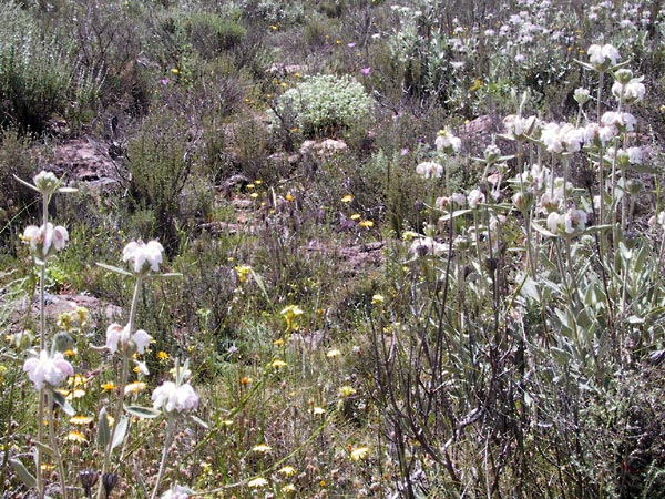 Wollige witte bloemen, viltige grijsgroene bladeren