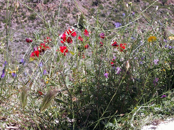 Rood, blauw, geel, wit, grijsgroene bladeren, groeiiend op het puin