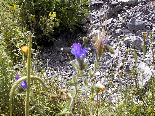 Geelgebloemde distels, blauwe bloemen en aren van graan