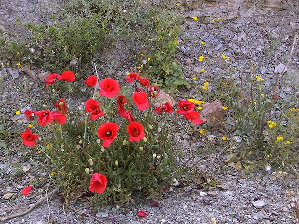 Klaprozen en gele bloemen op puinhelling