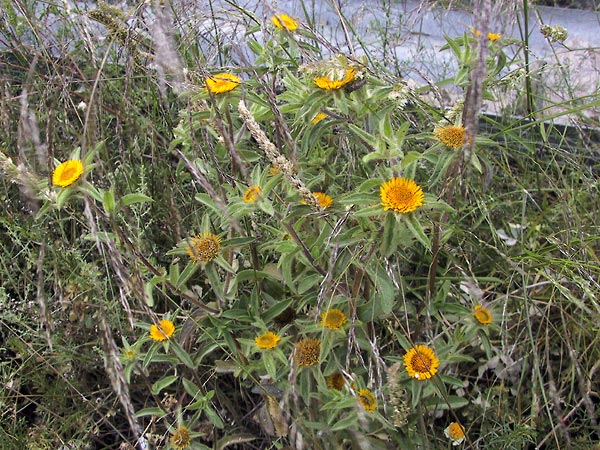 Distelachtige plant met bloemknoppen, bloemen en uitgebloeide bloemhoofdjes