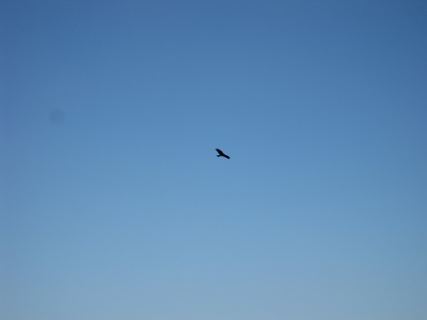 Milvus milvus