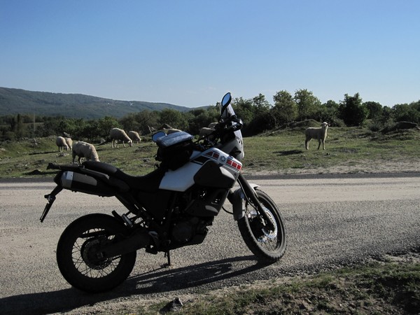 Tenere en schapen