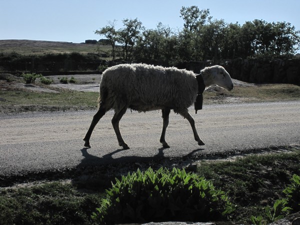 Schaap met bel