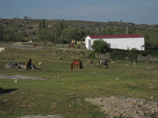 Paarden