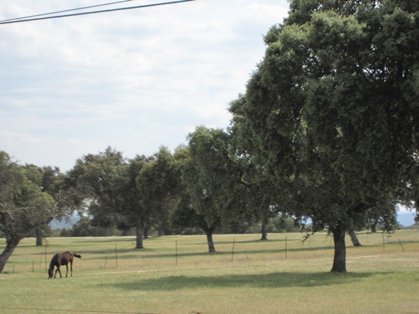 Gras, eiken, paard