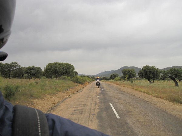 Weg tussen grasland met olijfbomen