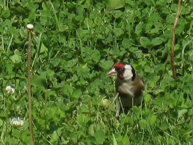 Vogeltje