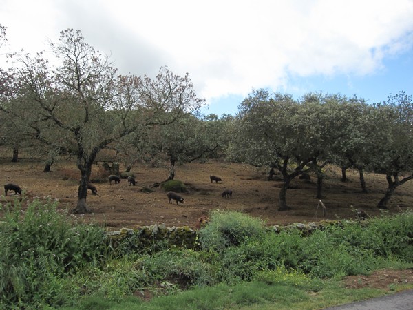 Varkens onder bomen