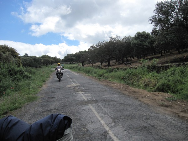 Tenere en varkens