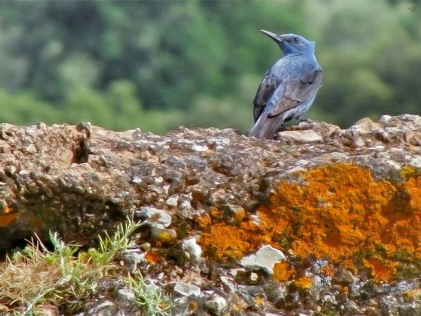 Blauwe vogel op oranje rots