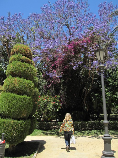 Sylvia voor bomen met blauwe bloemen